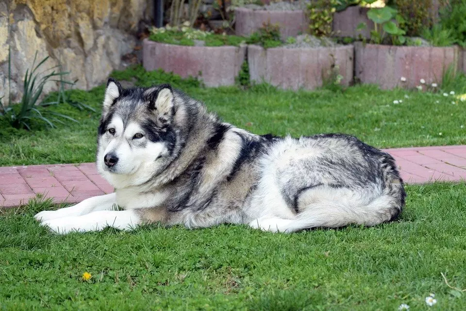 alaskan malamute