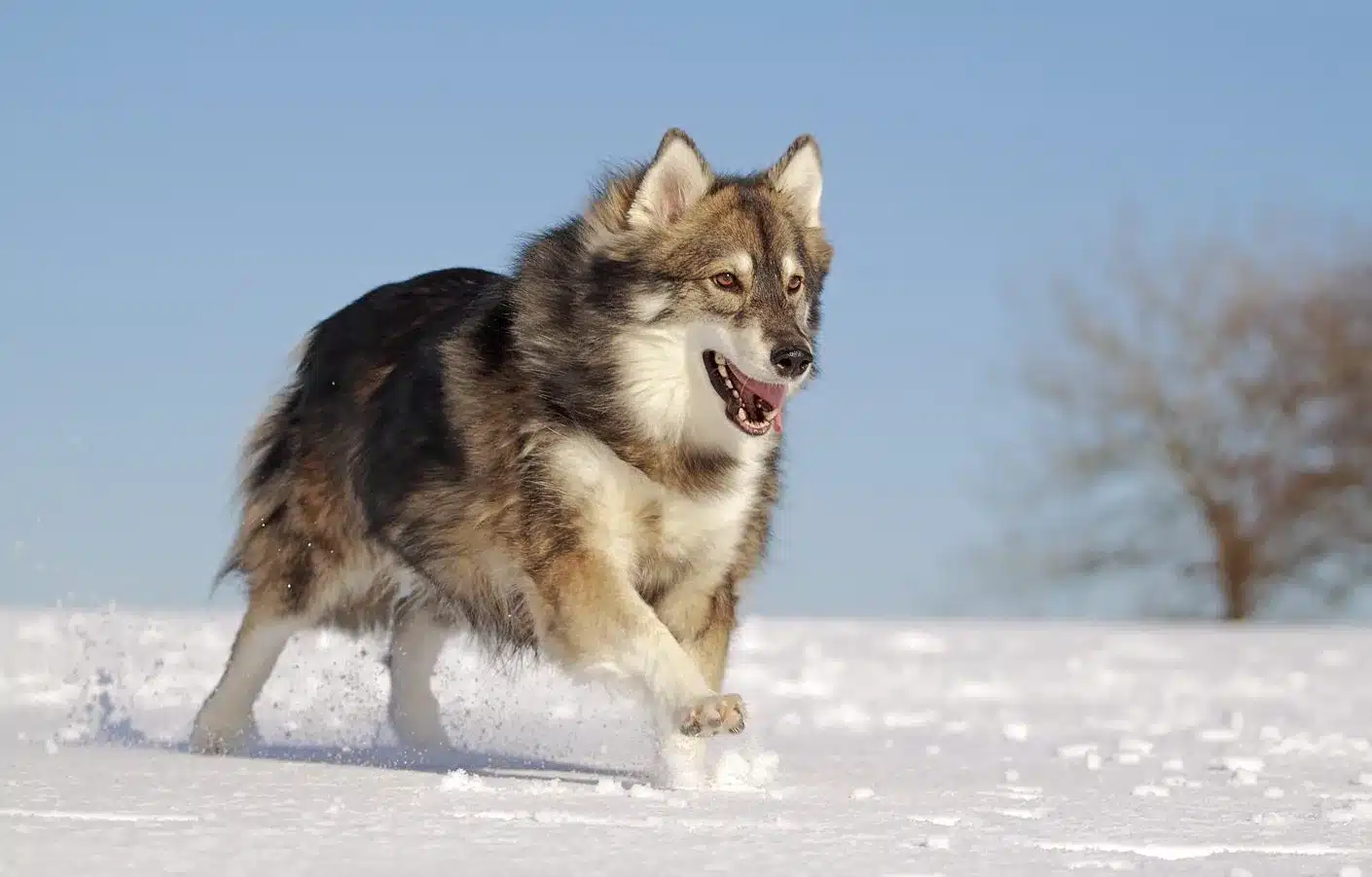 perro lobo Utonagan corriendo