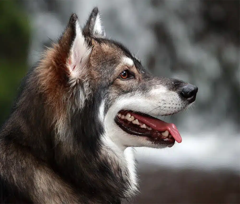 perro lobo Utonagan de perfil