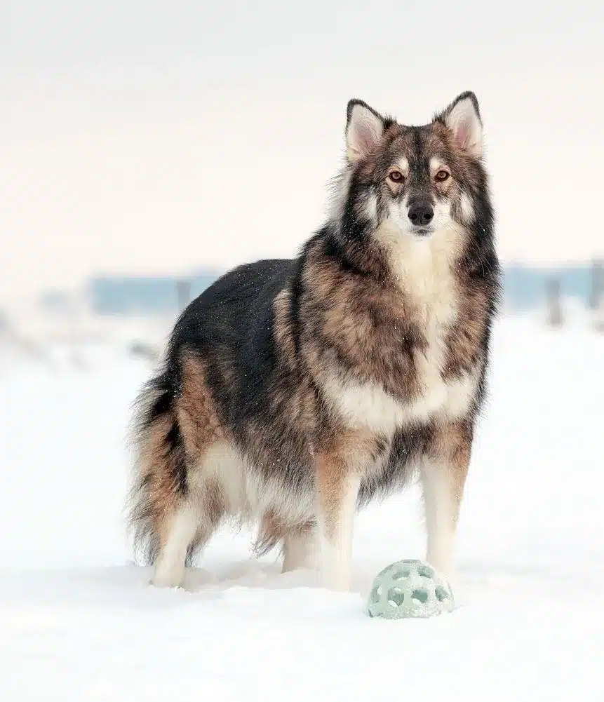 perro lobo Utonagan en la nieve mirando a la camara
