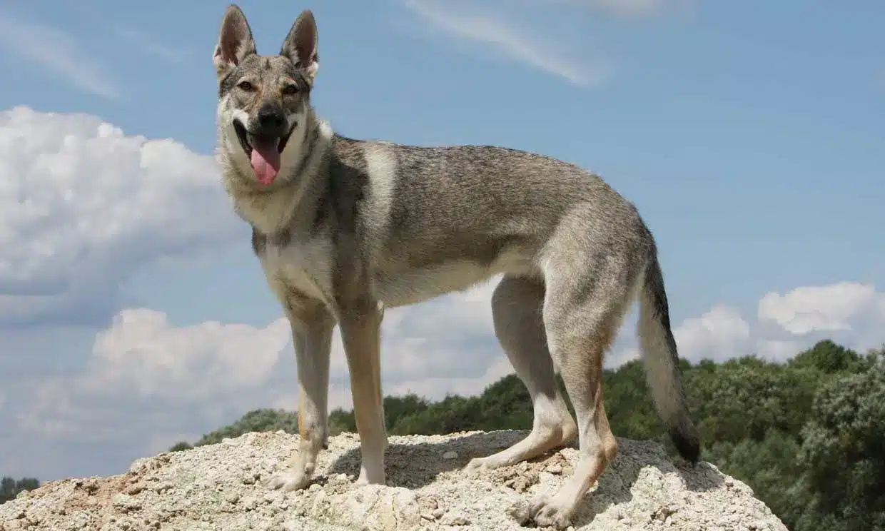 perro lobo checoslovaco en una roca