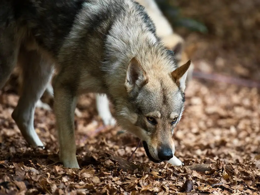 perro lobo checoslovaco