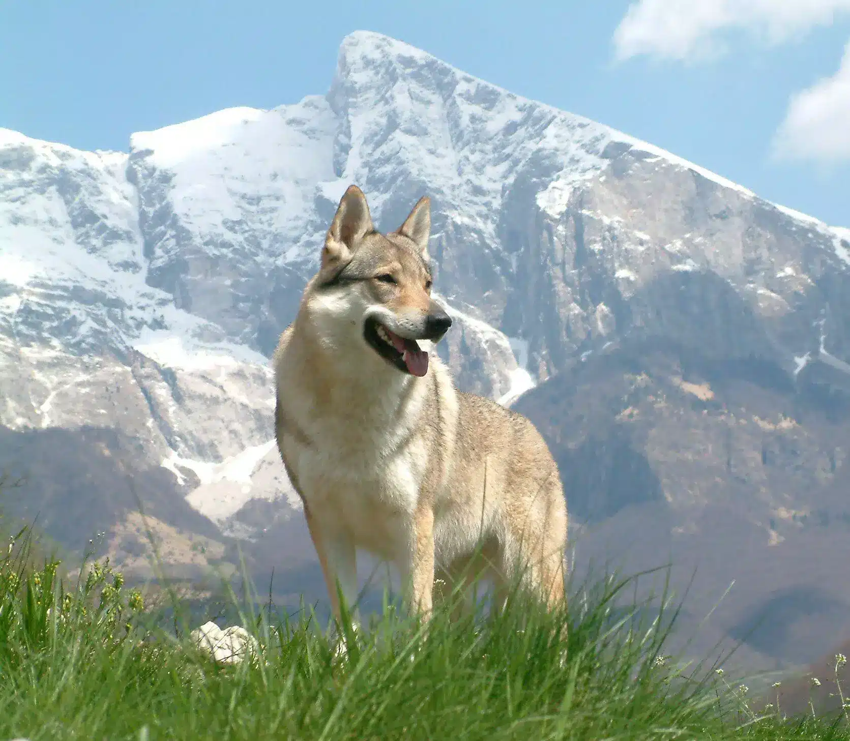 perro lobo de saarloos en la montaña
