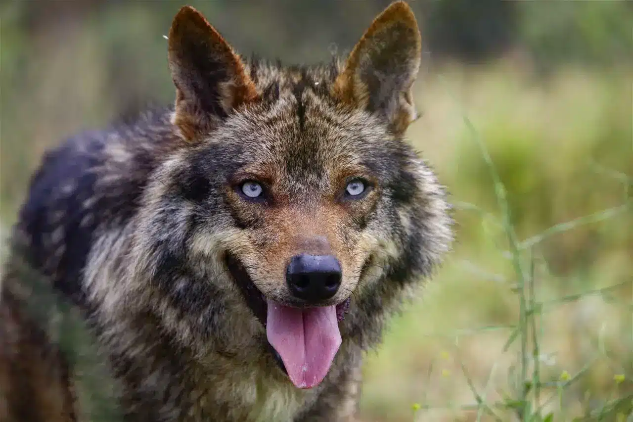 perro lobo ibérico enseñando la lengua