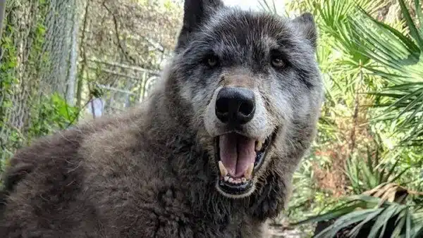 perro lobo yuki abandonado