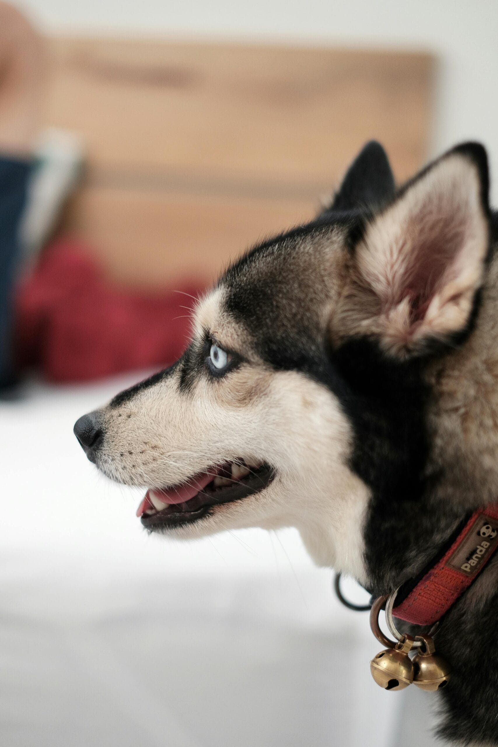 Cuidados especiales para la salud de los perros lobos
