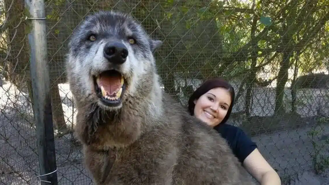 yuki perro lobo gigante