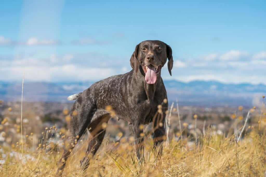 Pointer Inglés