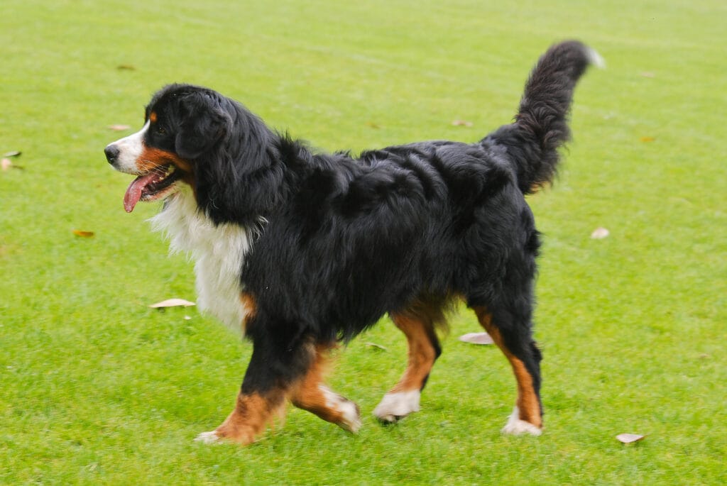 boyero de berna de campo