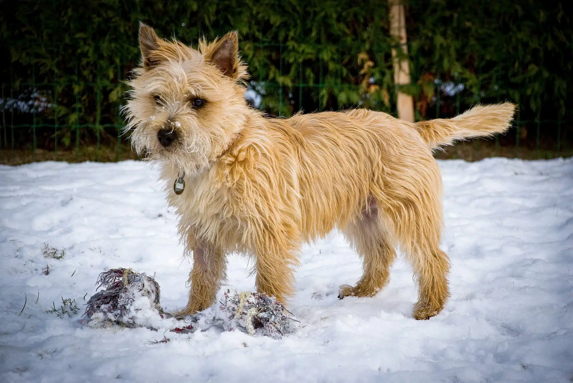 Razas de perros peludos