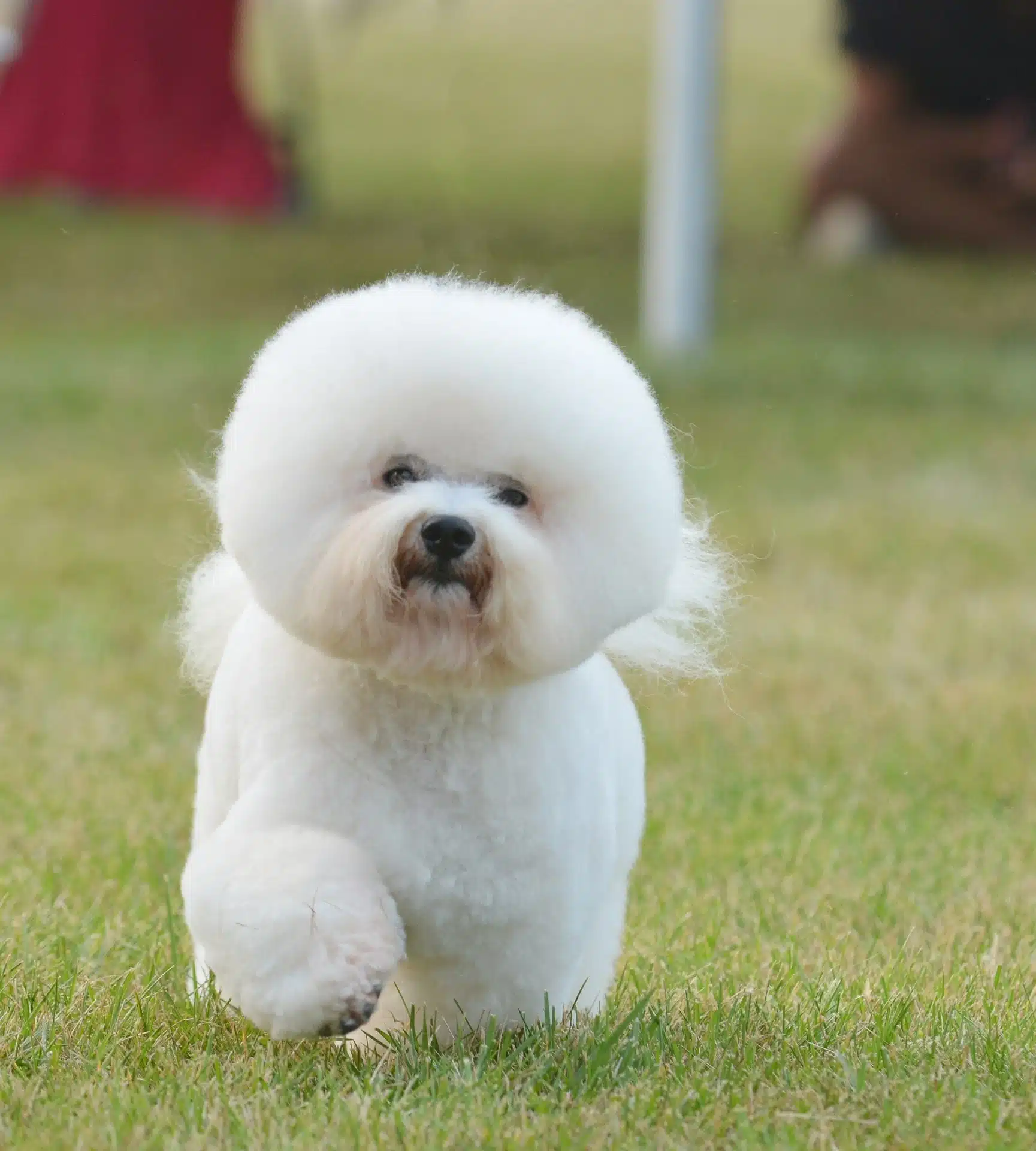 bichon perro peludo y blanco