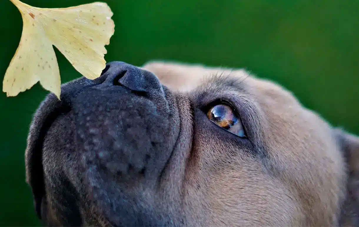 bulldog frances oliendo una flor