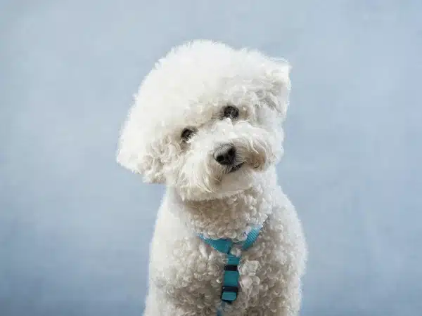 caniche blanco divertido