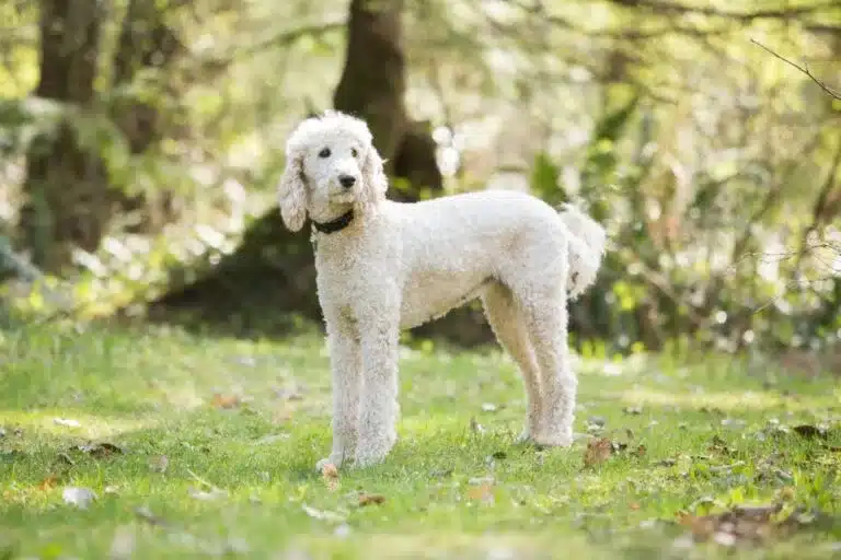 caniche cesped