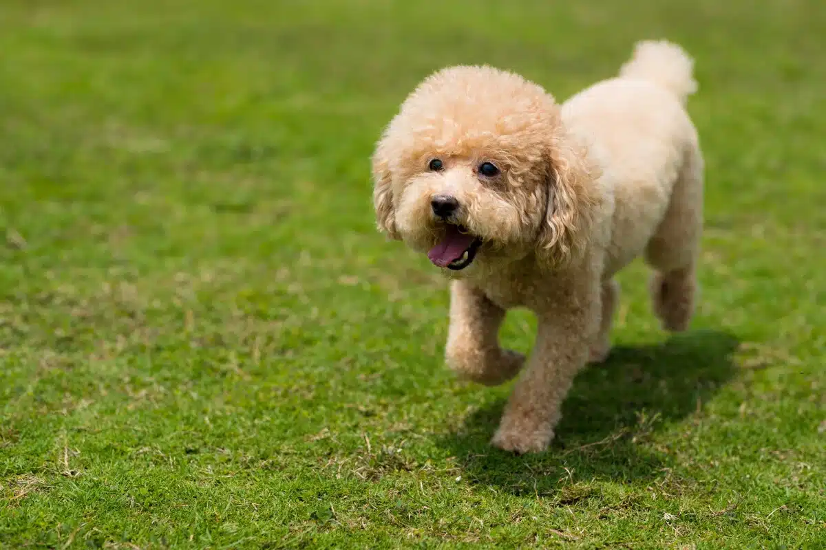 caniche contento cesped