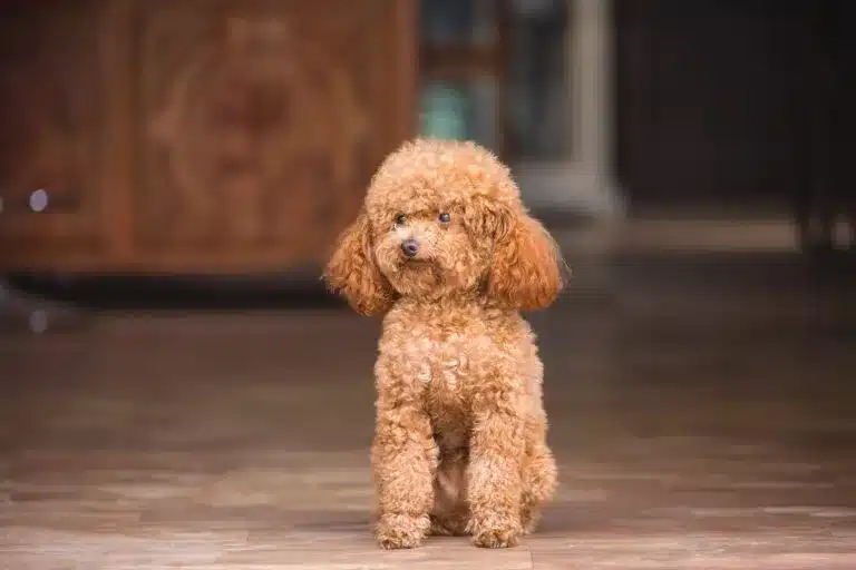 caniche marron