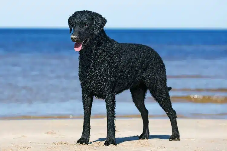 Retriever de pelo rizado