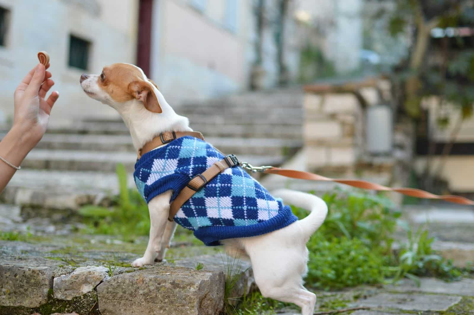 chihuahua