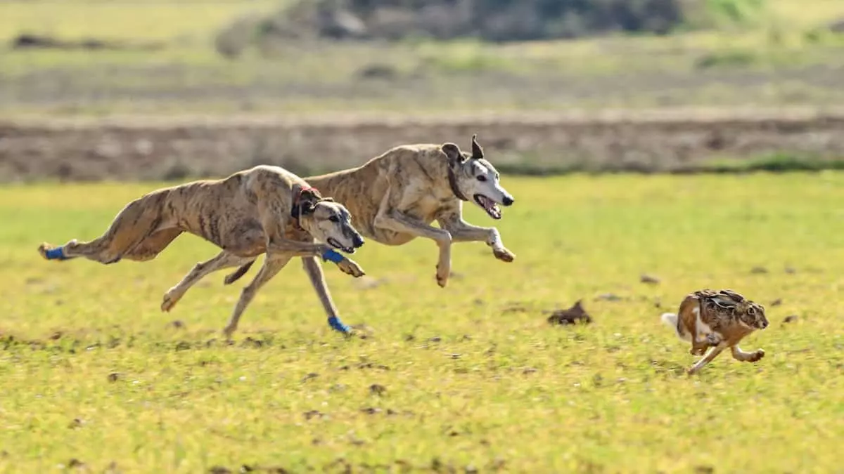 galgo persiguiendo liebre