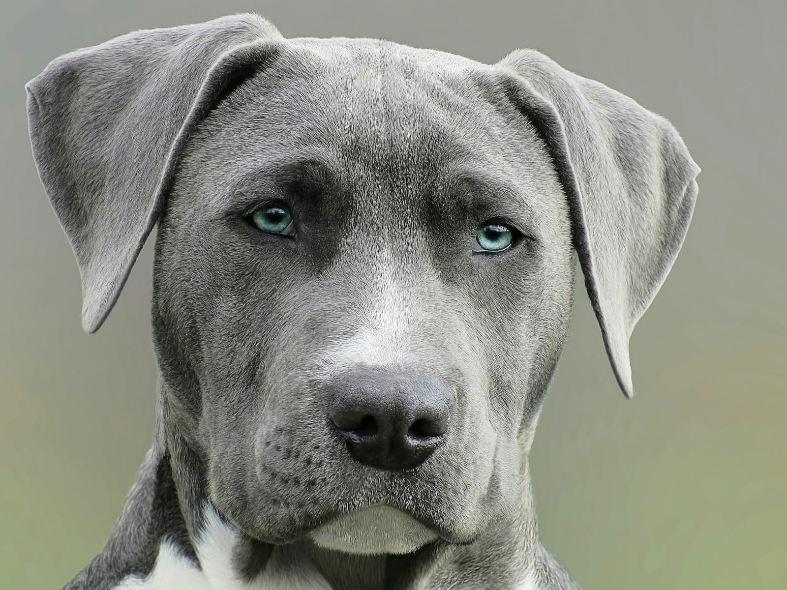 Weimaraner