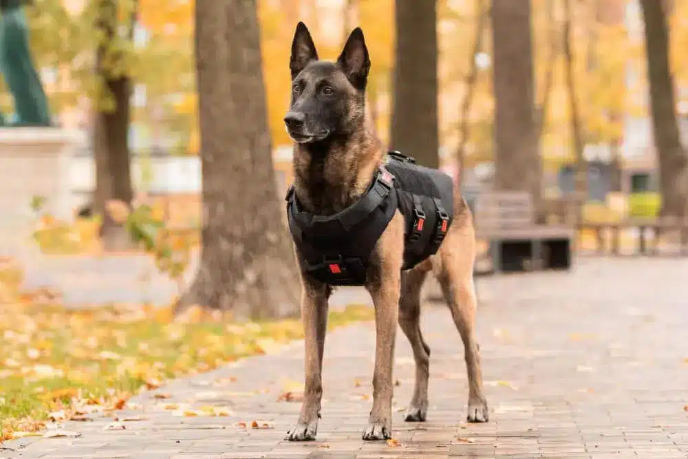 perro policia