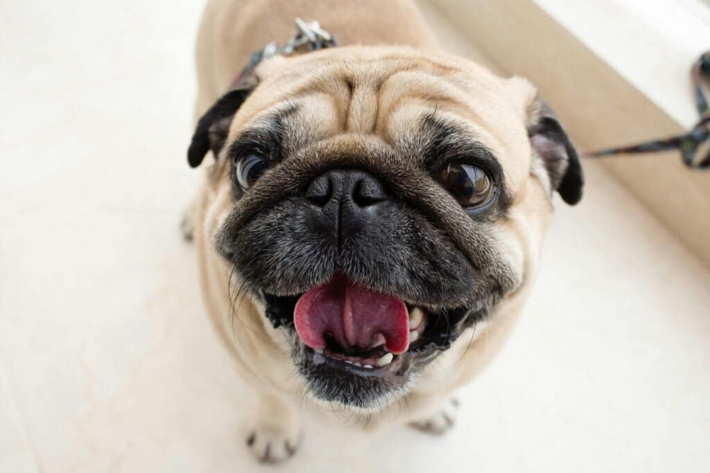 pug contento