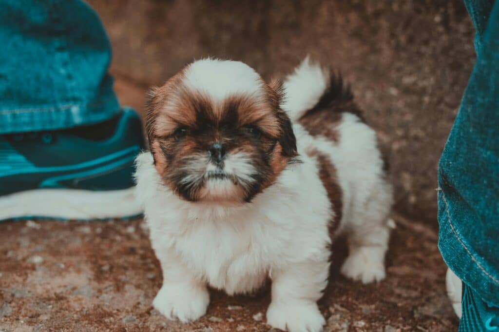 Shih Tzu pequeño