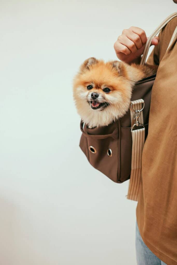 Pomerania en un bolso