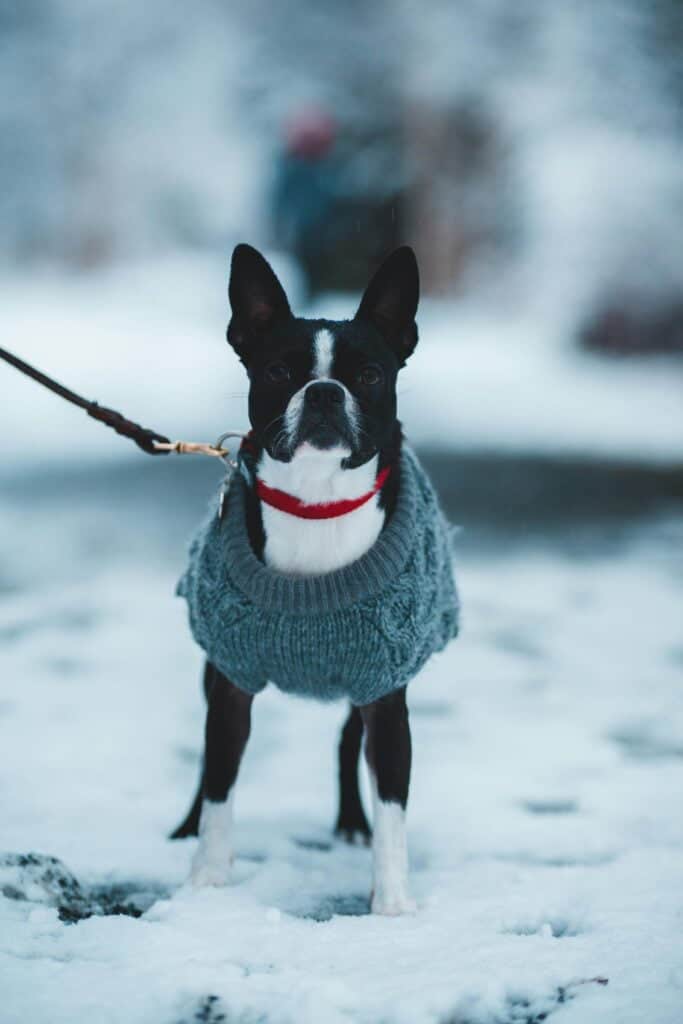 Boston Terrier en la nieve