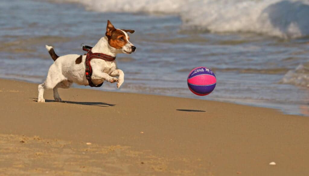 Jack Russell Terrier jugando