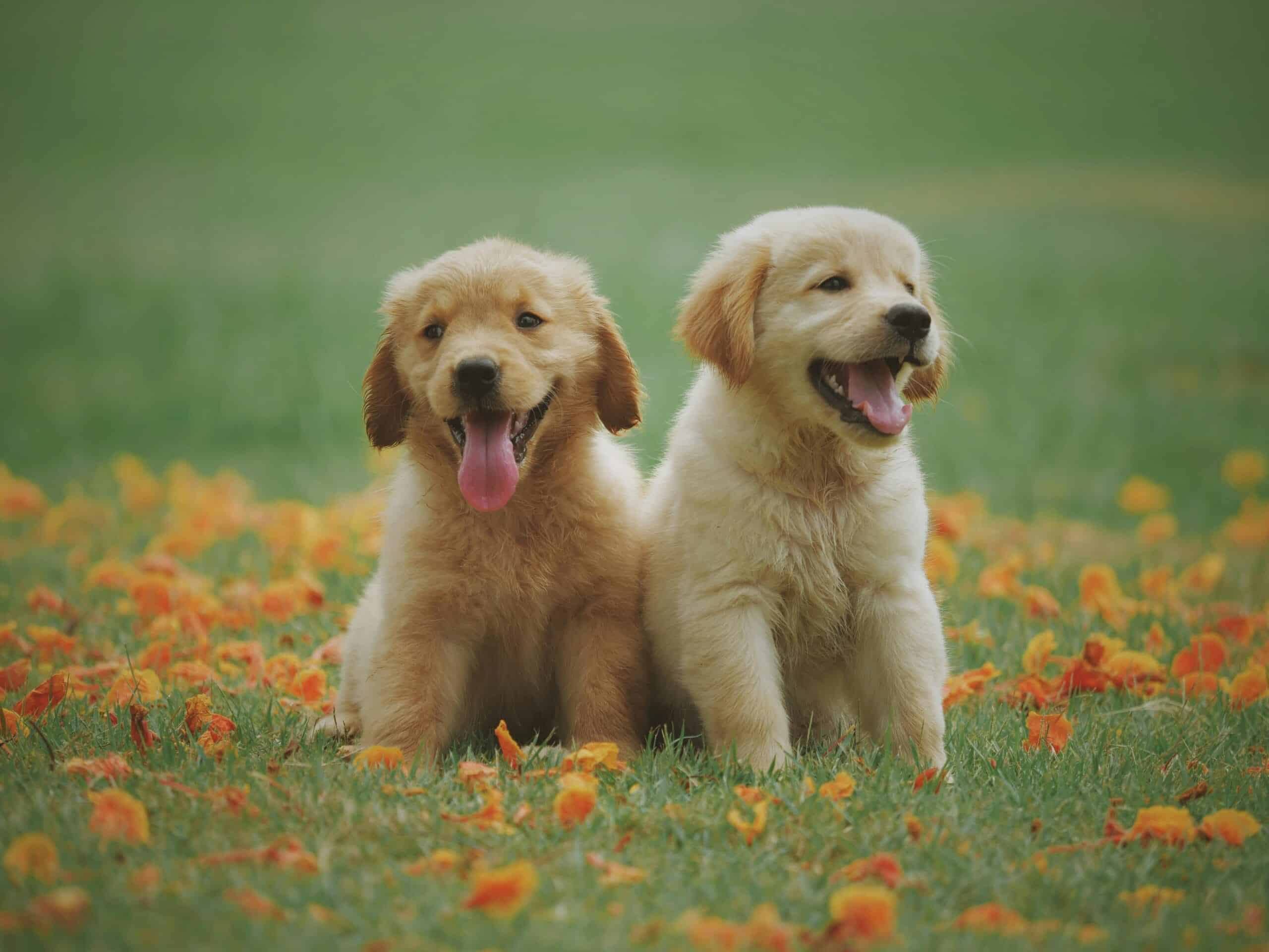 Golden Retriever: Guía Completa de Cuidado y Entrenamiento