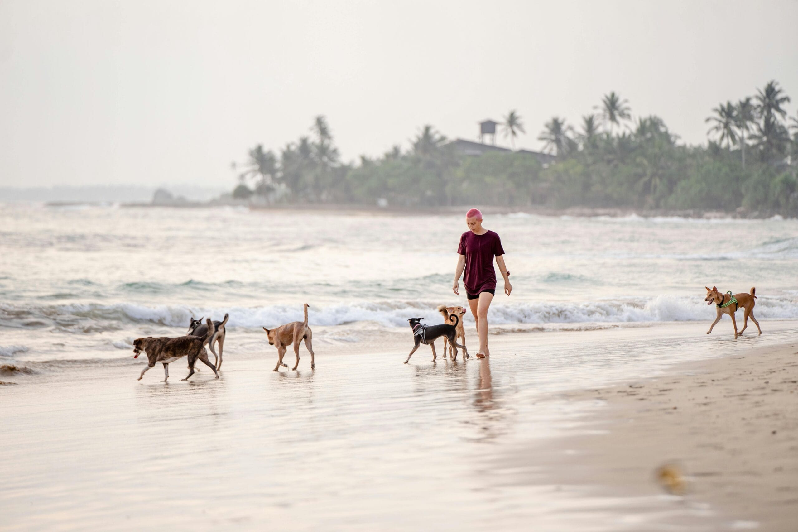 Playas para perros en España en 2025: guía actualizada