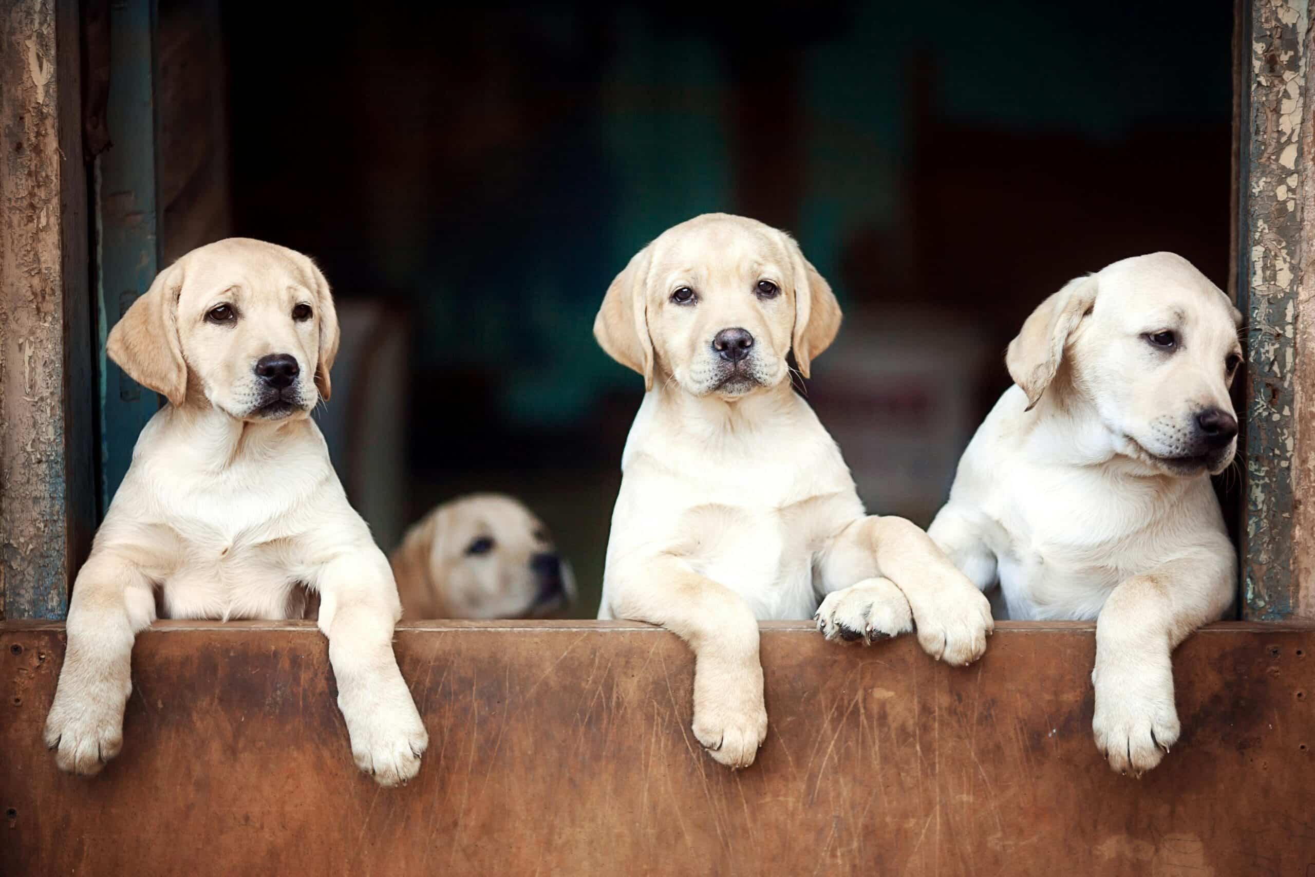 Labrador Retriever: Características y Consejos de Entrenamiento