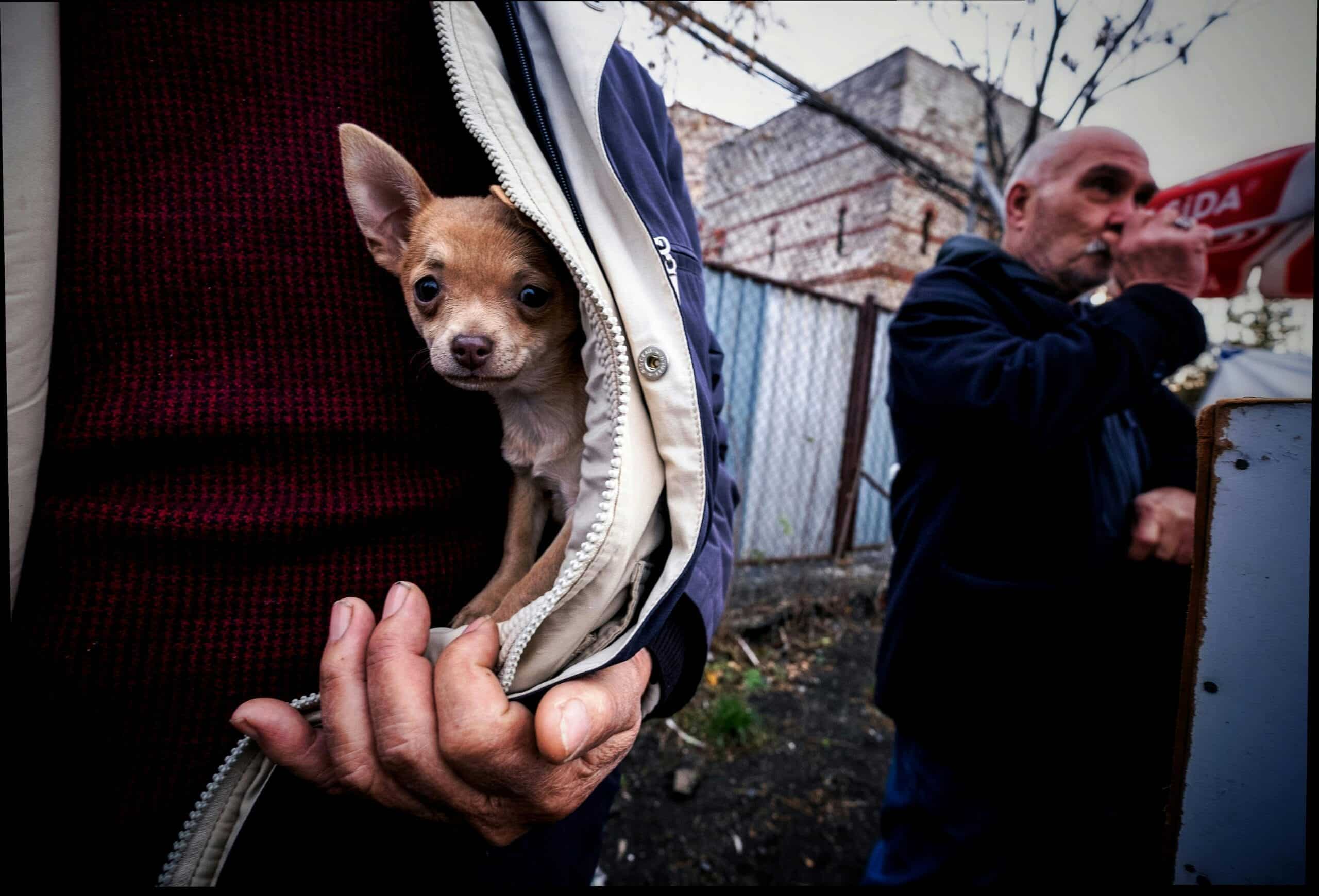 Razas de perros sin pelo y sus cuidados esenciales