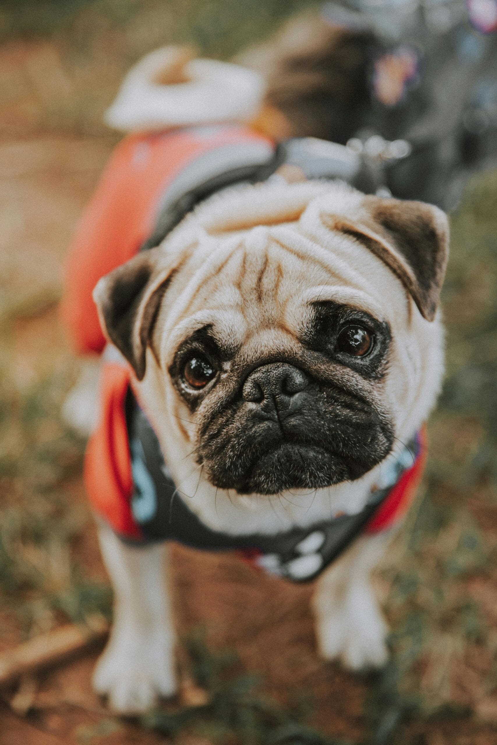 Pug: Guía Completa de Cuidados y Peculiaridades