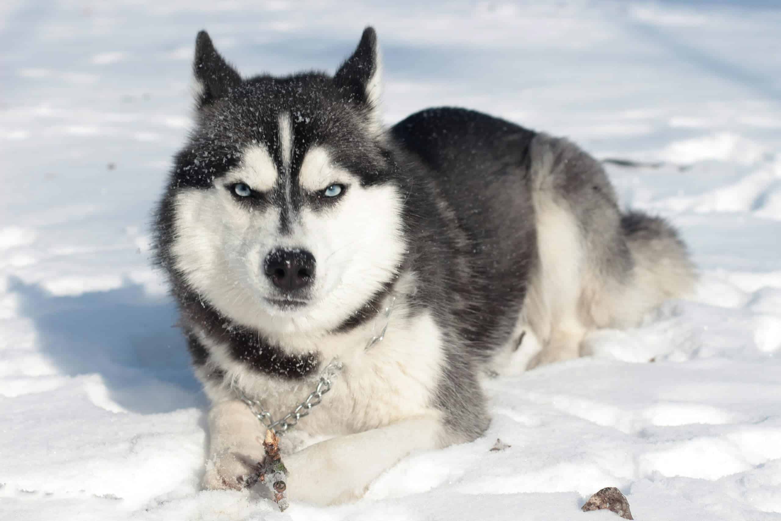 husky siberiano en la nieve