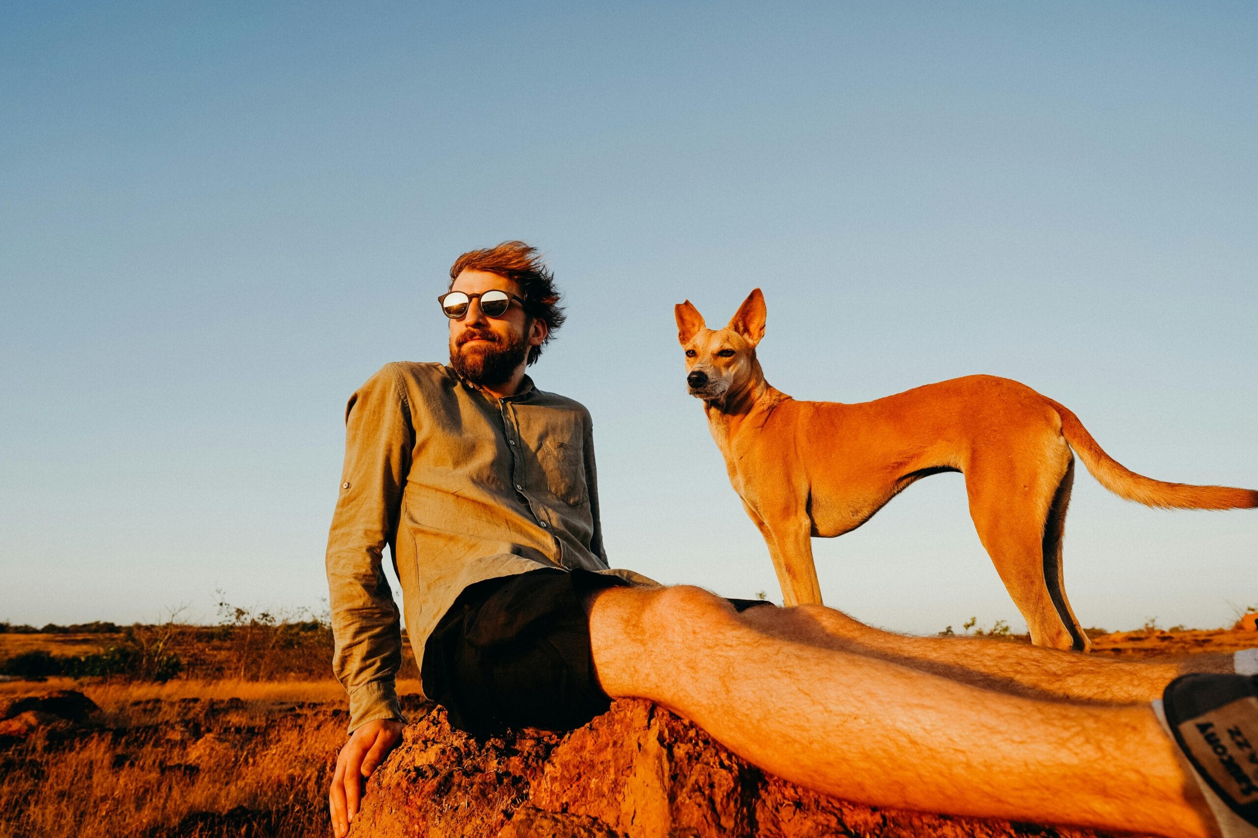 Basenji: Descubre la Fascinante Raza que No Ladra