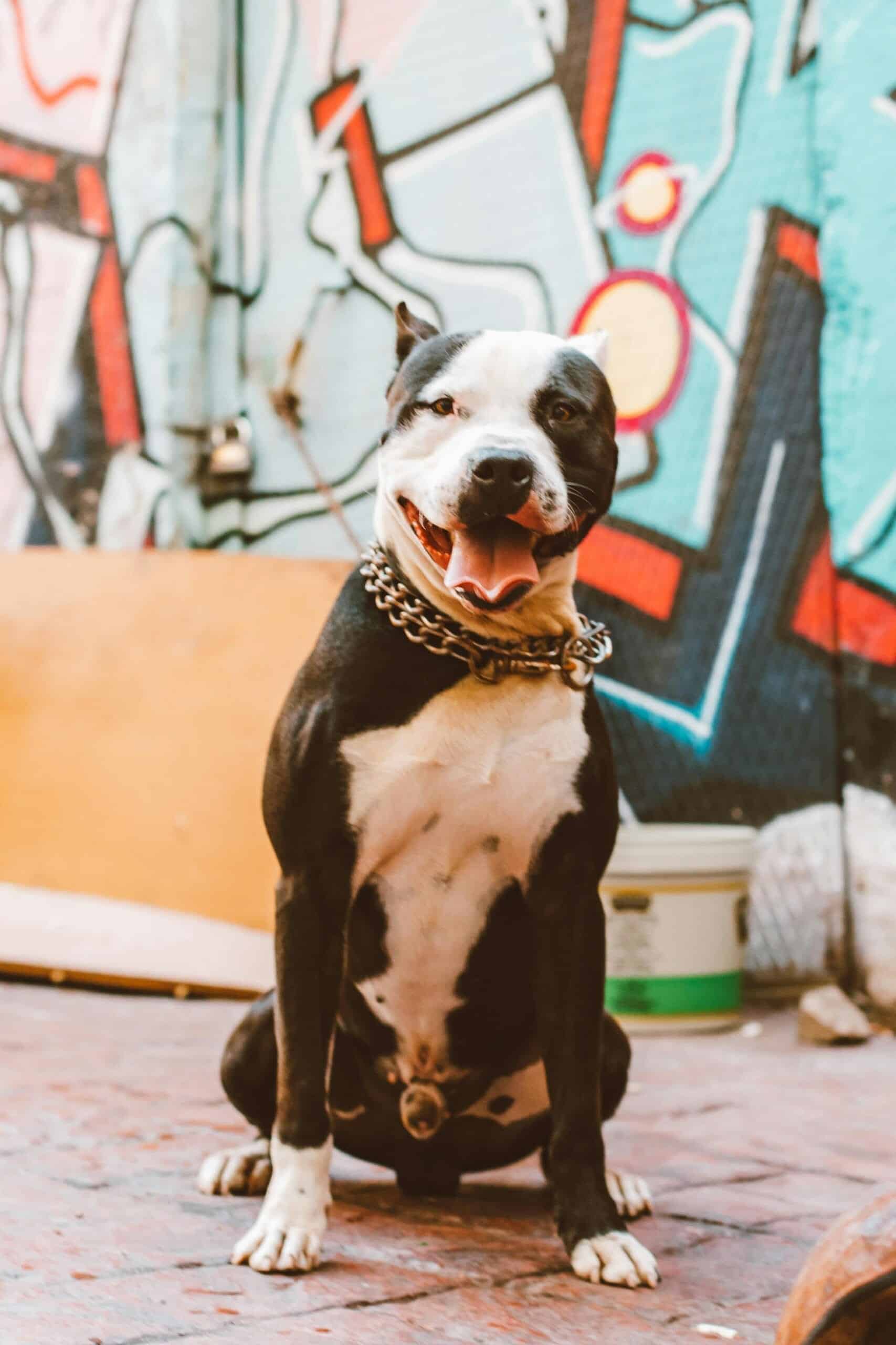American Pit Bull Terrier: Características y Consejos Clave
