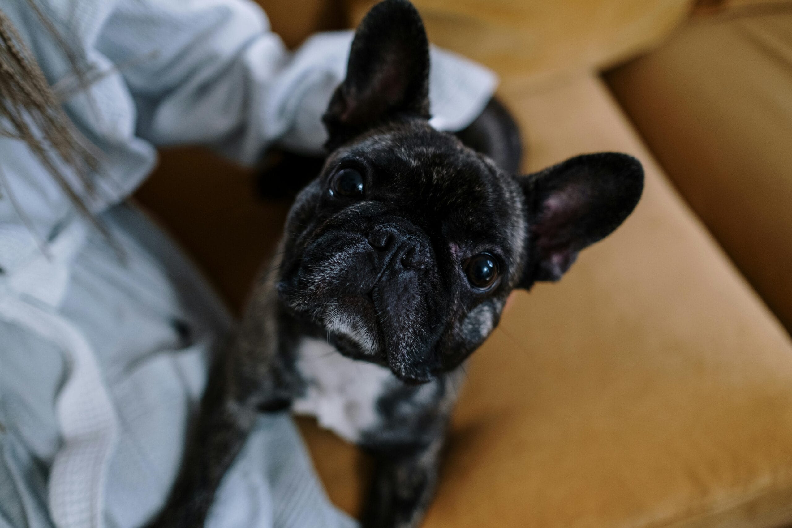 Bulldog Inglés: historia y cuidado de una emblemática raza