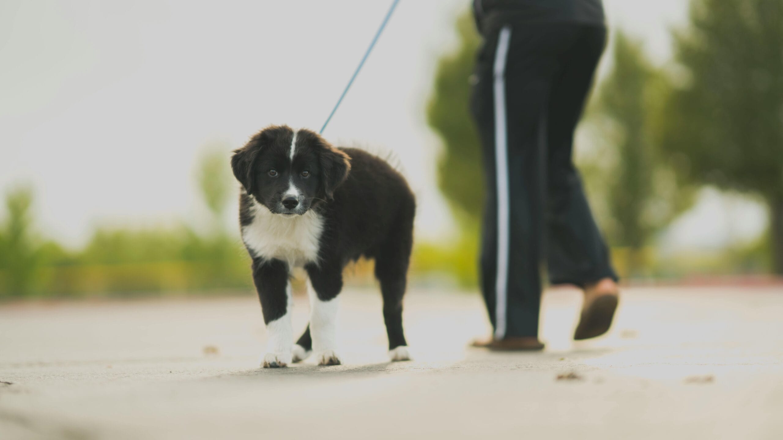 Border Collie: inteligencia y consejos de cuidado