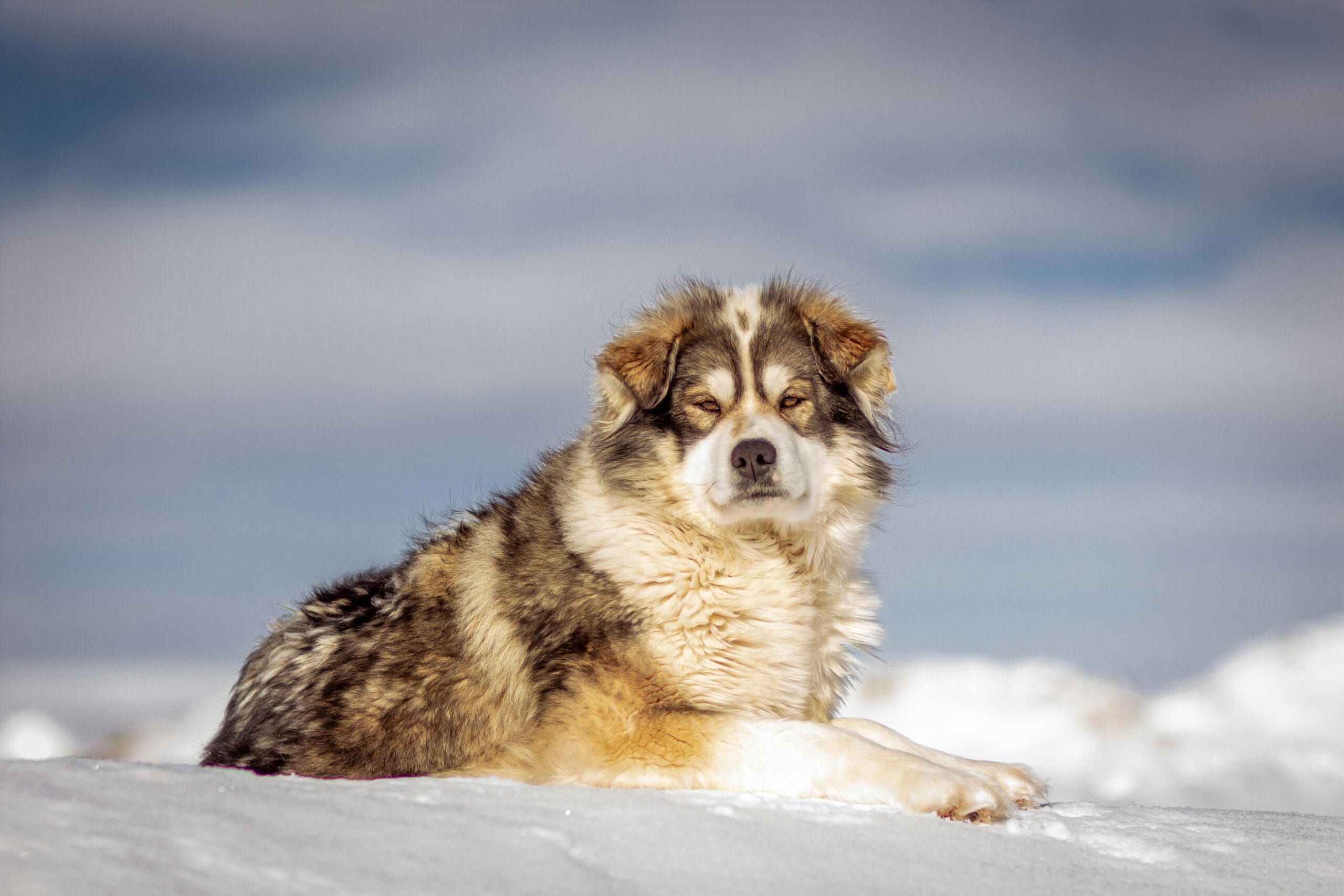 Perros hipoalergénicos: Guía completa para personas alérgicas