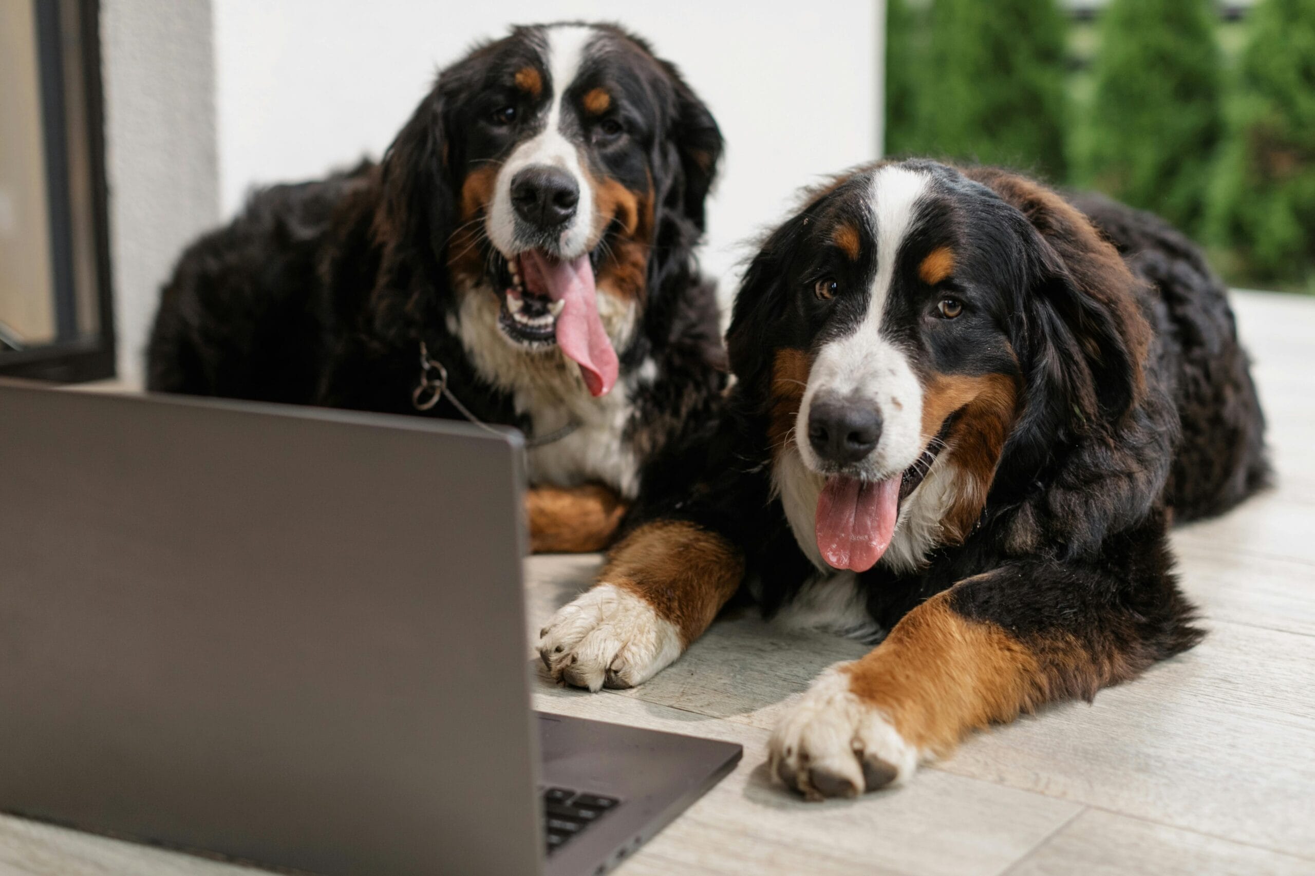 Razas de Perros Más Inteligentes y sus Talentos Ocultos