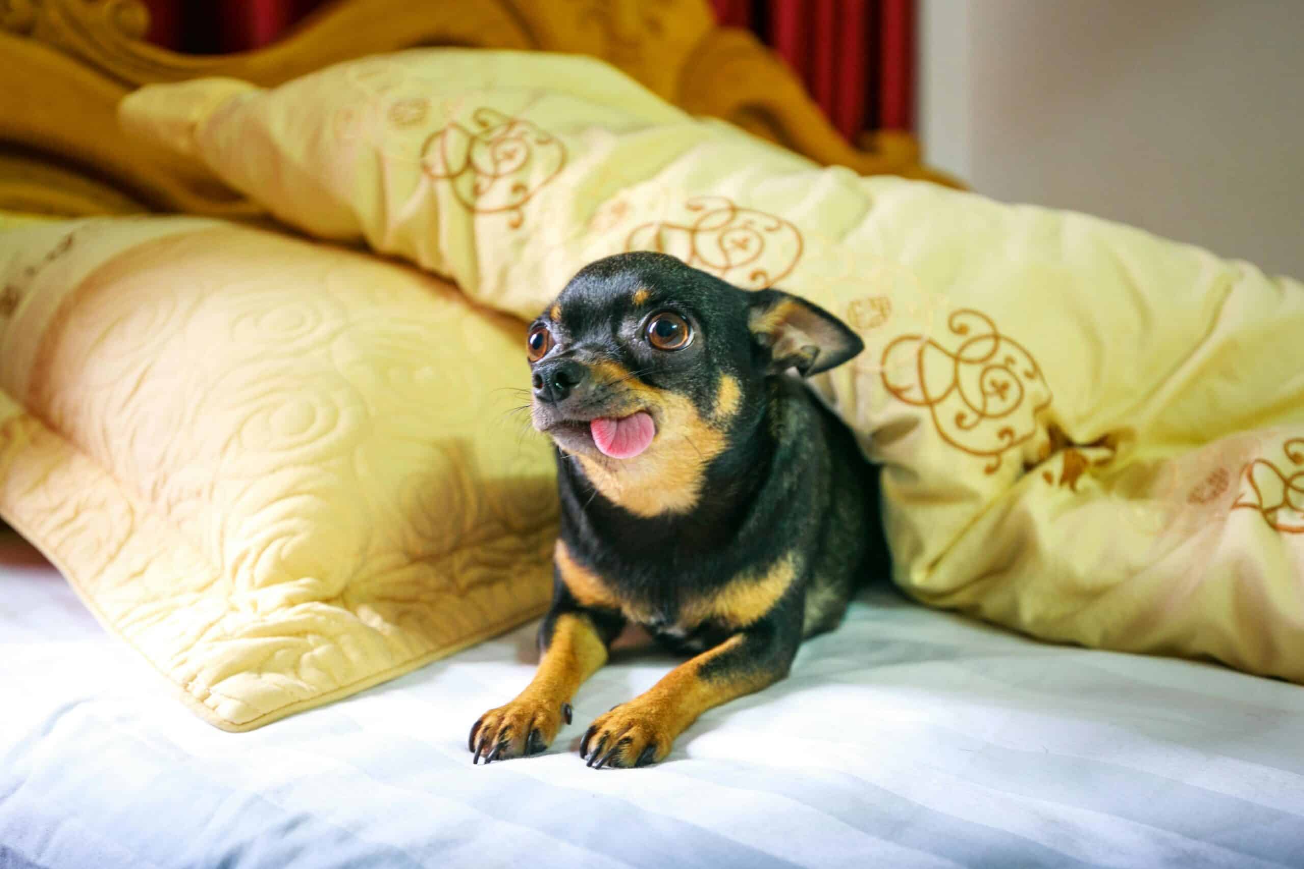 Perros de Raza Pequeña
