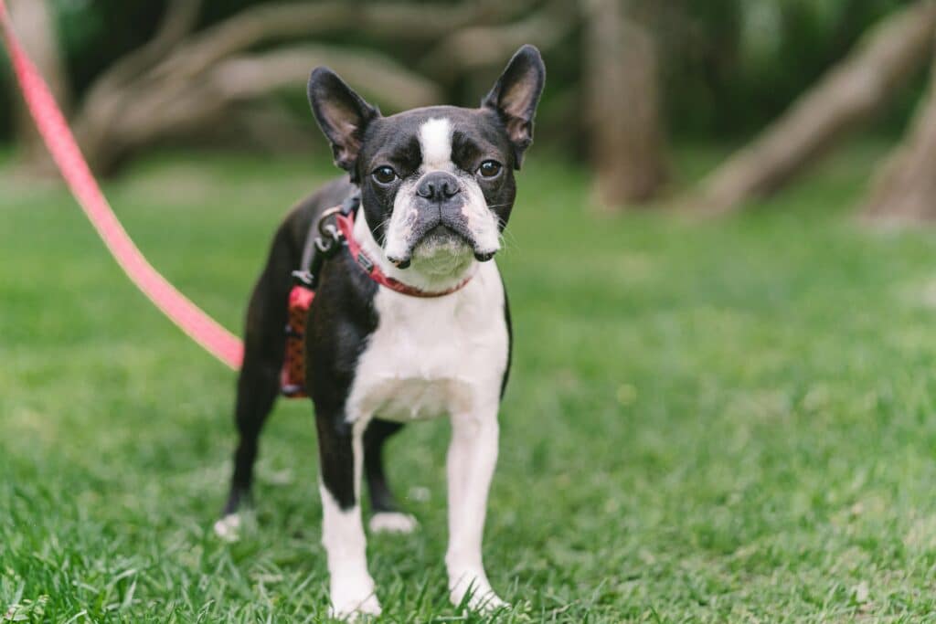 Boston Terrier en el campo