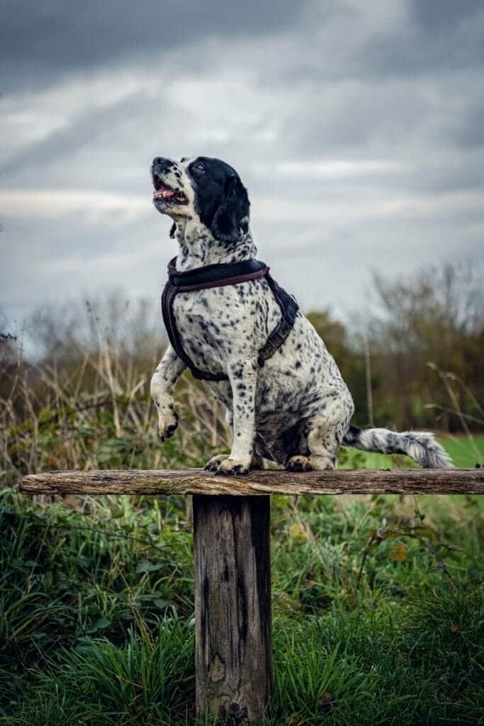 Perros de Campo: Springer Spaniel Inglés