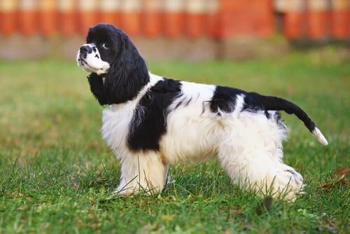 Cocker Spaniel Americano de campo