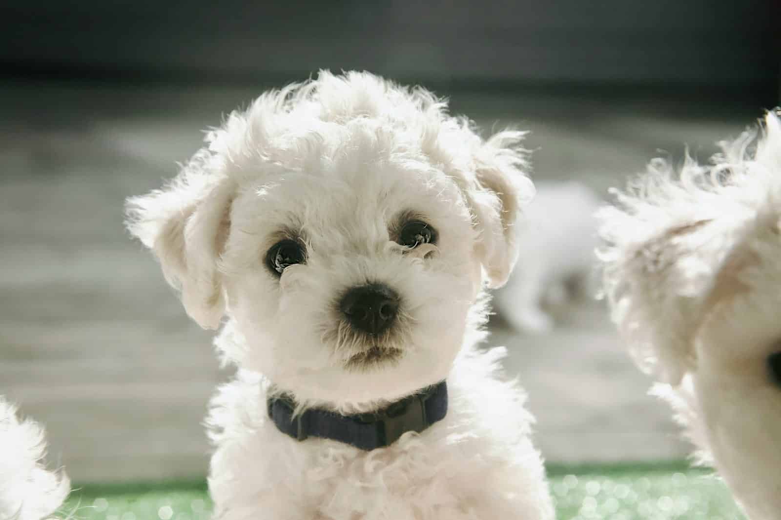 bichon frise