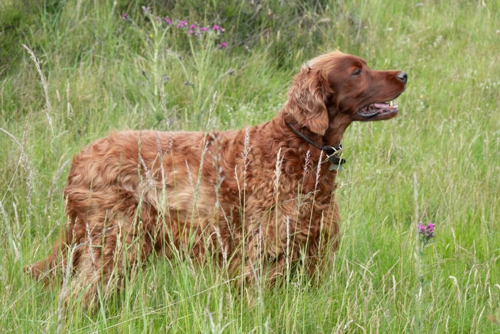 Perros de Campo: Setter Irlandés