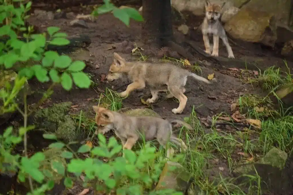 6 lobos cachorros