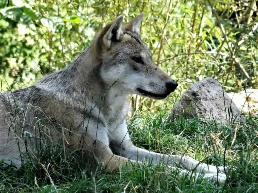 Que es un perro lobo